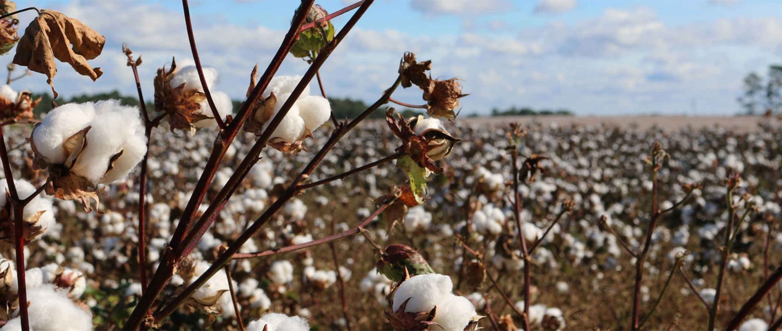 Teym - Blog - What is organic cotton - Bron - full width photo slider - desktop - 1