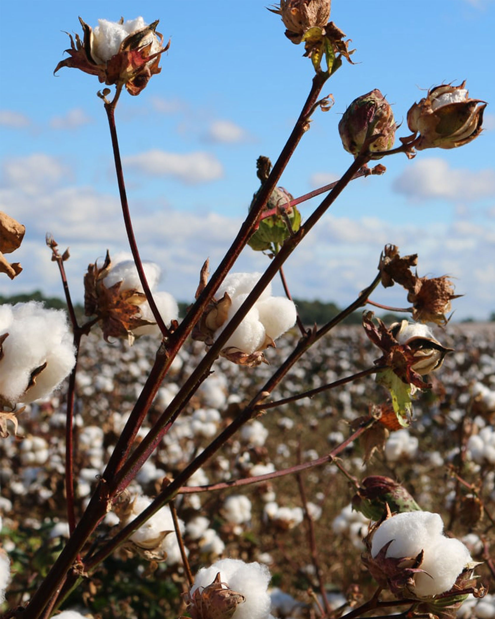 Teym - Blog - What is organic cotton - Bron - full width photo slider - mobile - 1